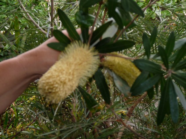 Banksia for making Bool ('Bull') to drink